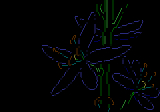 Howell's Camas by mozz