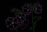 Musk Mallow by mozz